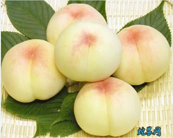桃子品种介绍图片大全