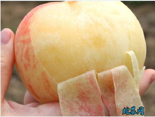 桃子品种介绍图片大全