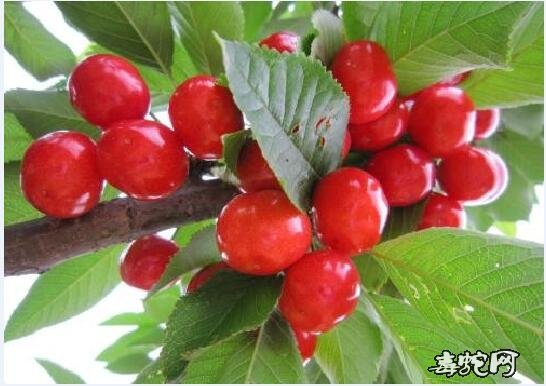 樱桃树苗
