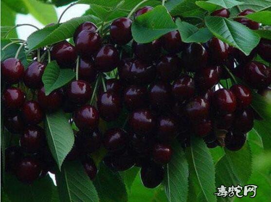 樱桃几月份成熟