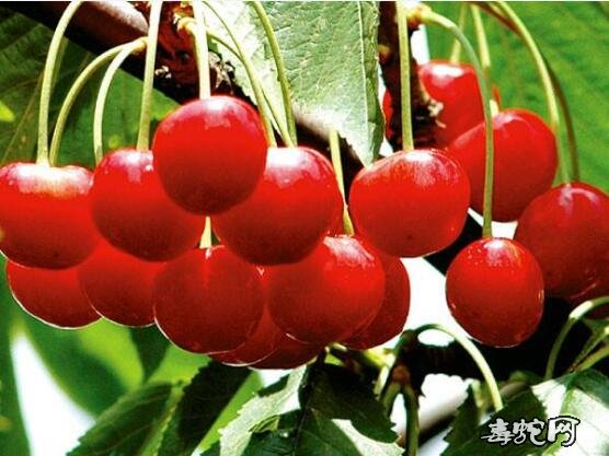 樱桃几月份成熟