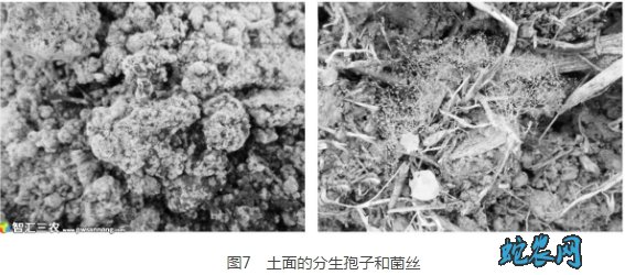 种植羊肚菌