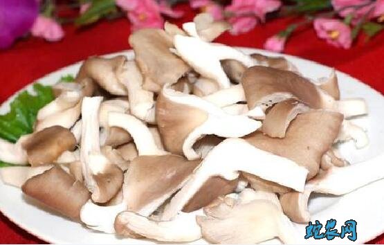 平菇的禁忌
