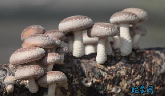 香菇种植培训