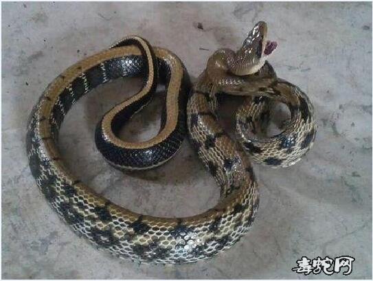 蛇不能杀是迷信吗