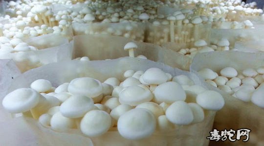 金针菇种植技术