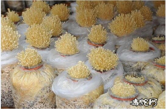 金针菇袋式栽培需要哪些材料