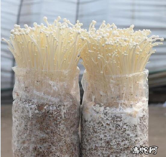 金针菇袋式栽培需要哪些材料