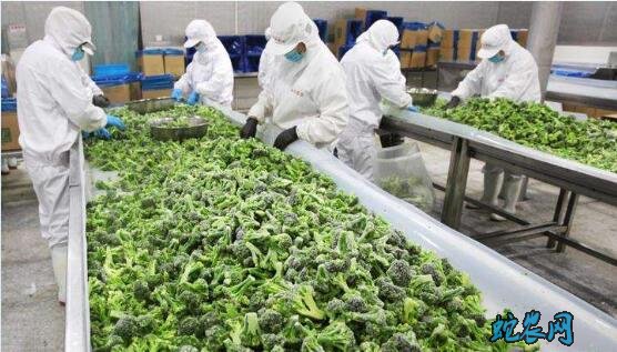 蔬菜加工前原料的选择