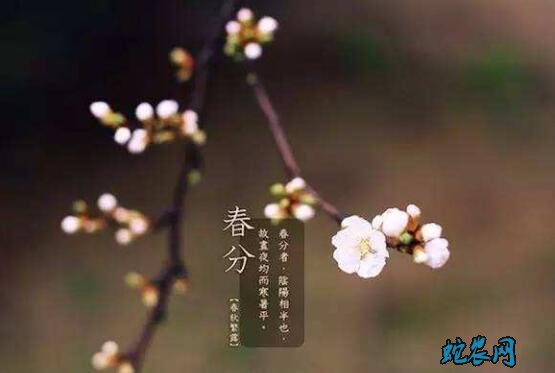 2020年春分是几月几日?春分的风俗和禁忌有哪些?