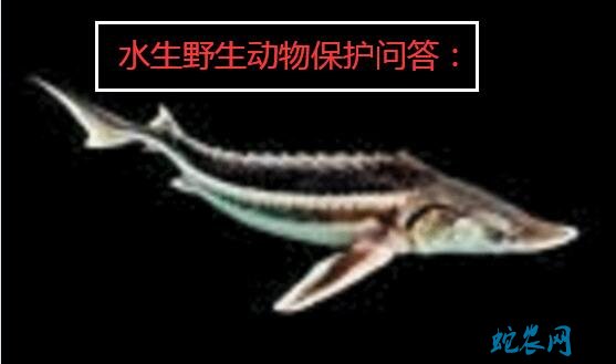 水生野生动物保护法问答