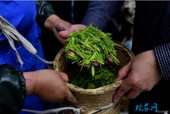 三江：“侗乡茗茶贷”惠及2万户种茶贫困户！