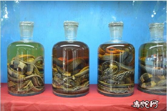 金环蛇、银环蛇、眼镜蛇、蝰蛇、五步蛇泡酒可以喝吗？