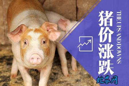 2020年3月24日猪肉价格行情、今日生猪多少钱一斤?