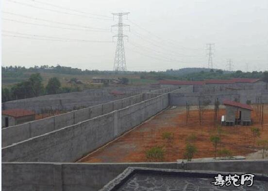 养殖王锦蛇多少钱一斤?2020年大王蛇价格行情?