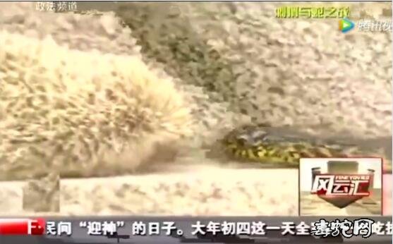 王锦蛇视频：王锦蛇vs刺猬！