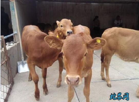 肉牛牛犊多少钱?2020年肉牛犊价格多少钱一头?