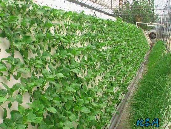 现代无土蔬菜种植技术高!雾培蔬菜住进“联排别墅”!