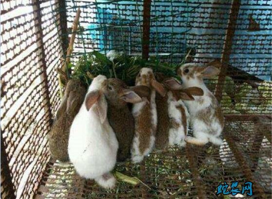 怎样养殖兔子、兔子养殖日常管理要点