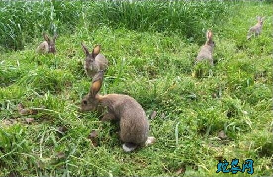 怎样养殖兔子、兔子养殖日常管理要点