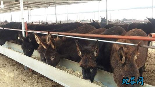 养驴怎么样?如何提高肉驴养殖效益?