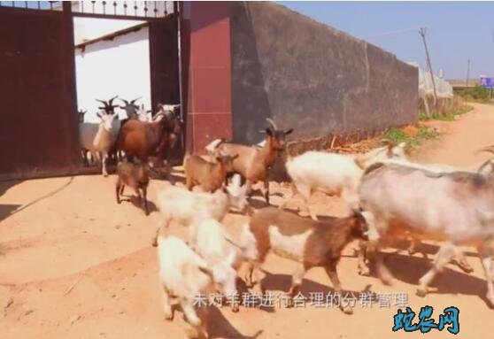 农村提高养羊效益的方法
