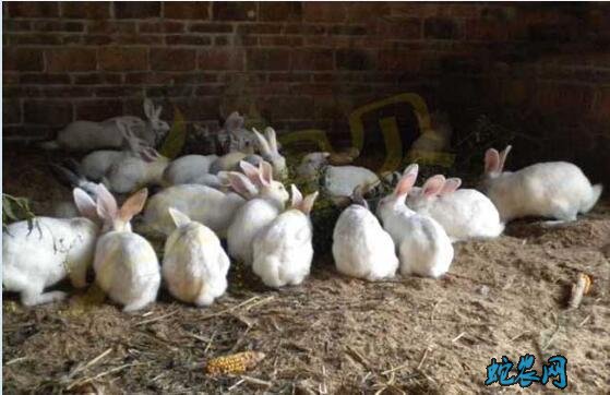 兔子好养吗
