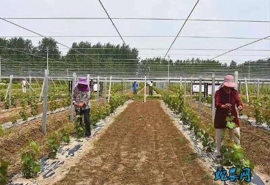 安徽省谋划产业扶贫项目扩面提质