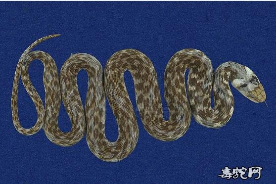 台湾赤练蛇/虎斑游蛇标本图片