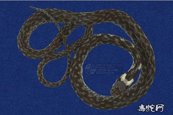 台湾赤练蛇/虎斑游蛇标本图片