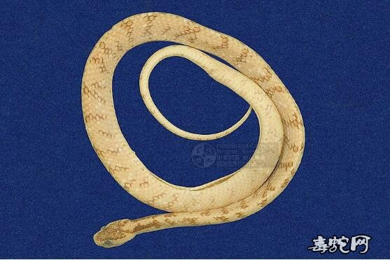 台湾钝头蛇标本图片3