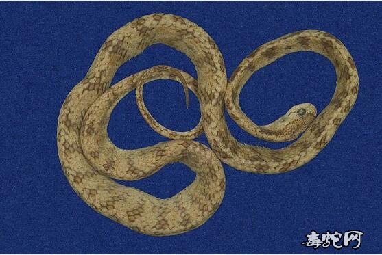 台湾钝头蛇标本图片4