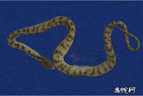 台湾钝头蛇标本图片7