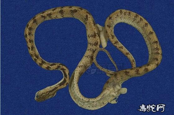 台湾钝头蛇标本图片