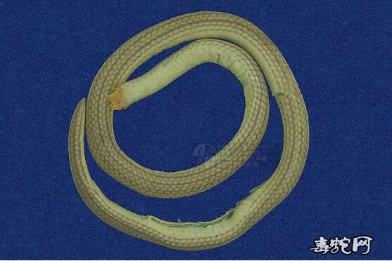 台湾铁线蛇/尖尾两头蛇标本图片1