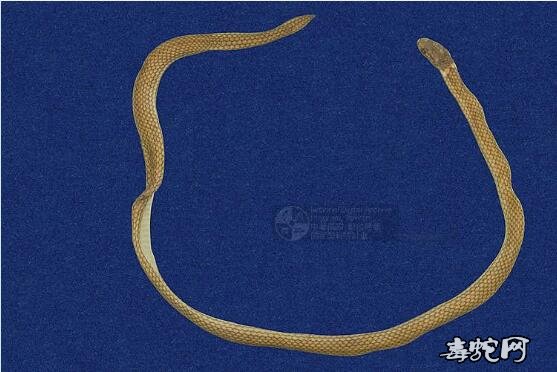 台湾铁线蛇/尖尾两头蛇标本图片2