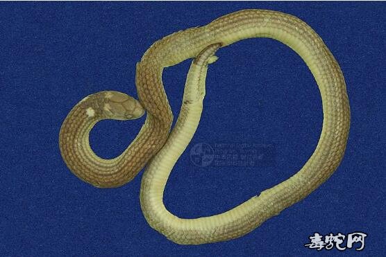 台湾铁线蛇/尖尾两头蛇标本图片3