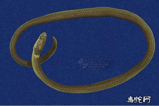 台湾铁线蛇/尖尾两头蛇标本图片4