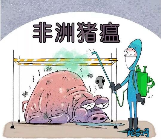 农业农村部规范开展生猪疫情防控和处置工作10不得!