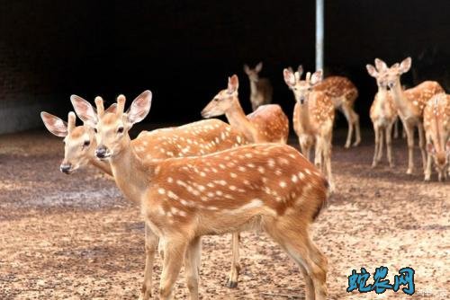 2020年3月28日梅花鹿价格行情、今日梅花鹿多少钱一头?