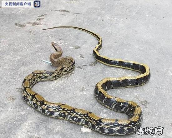 广西贺州惊现两米长蛇!还好是无毒菜花蛇!
