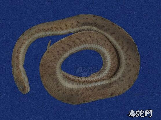 唐水蛇/中国水蛇/泥蛇标本图片2