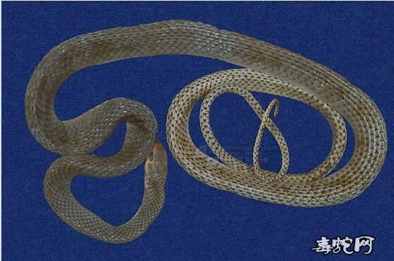 细纹南蛇/灰鼠蛇标本图片1