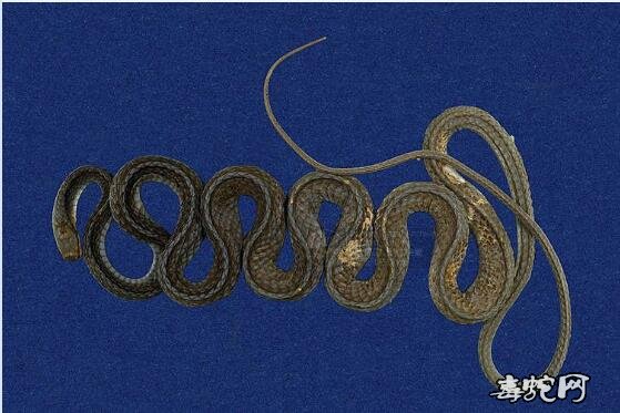 细纹南蛇/灰鼠蛇标本图片2