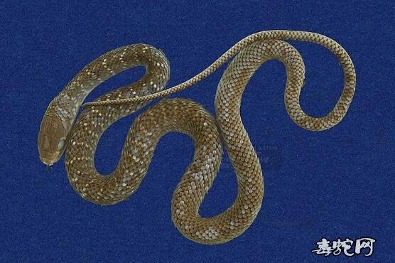 细纹南蛇/灰鼠蛇标本图片3