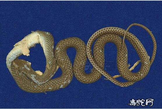 细纹南蛇/灰鼠蛇标本图片6