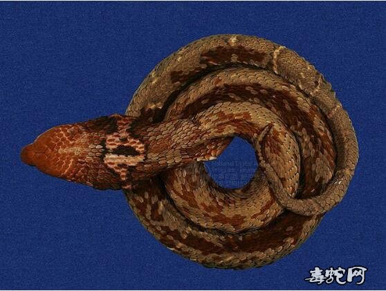眼镜蛇标本图片1