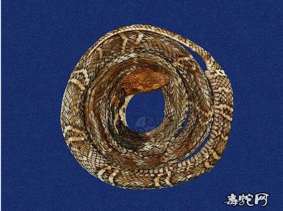 眼镜蛇标本图片3