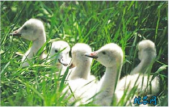 怎么养鹅?农村早春鹅饲养注意事项!