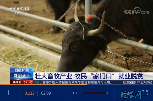 西藏那曲壮大畜牧产业、牦牛养殖帮牧民“家门口”就业脱贫